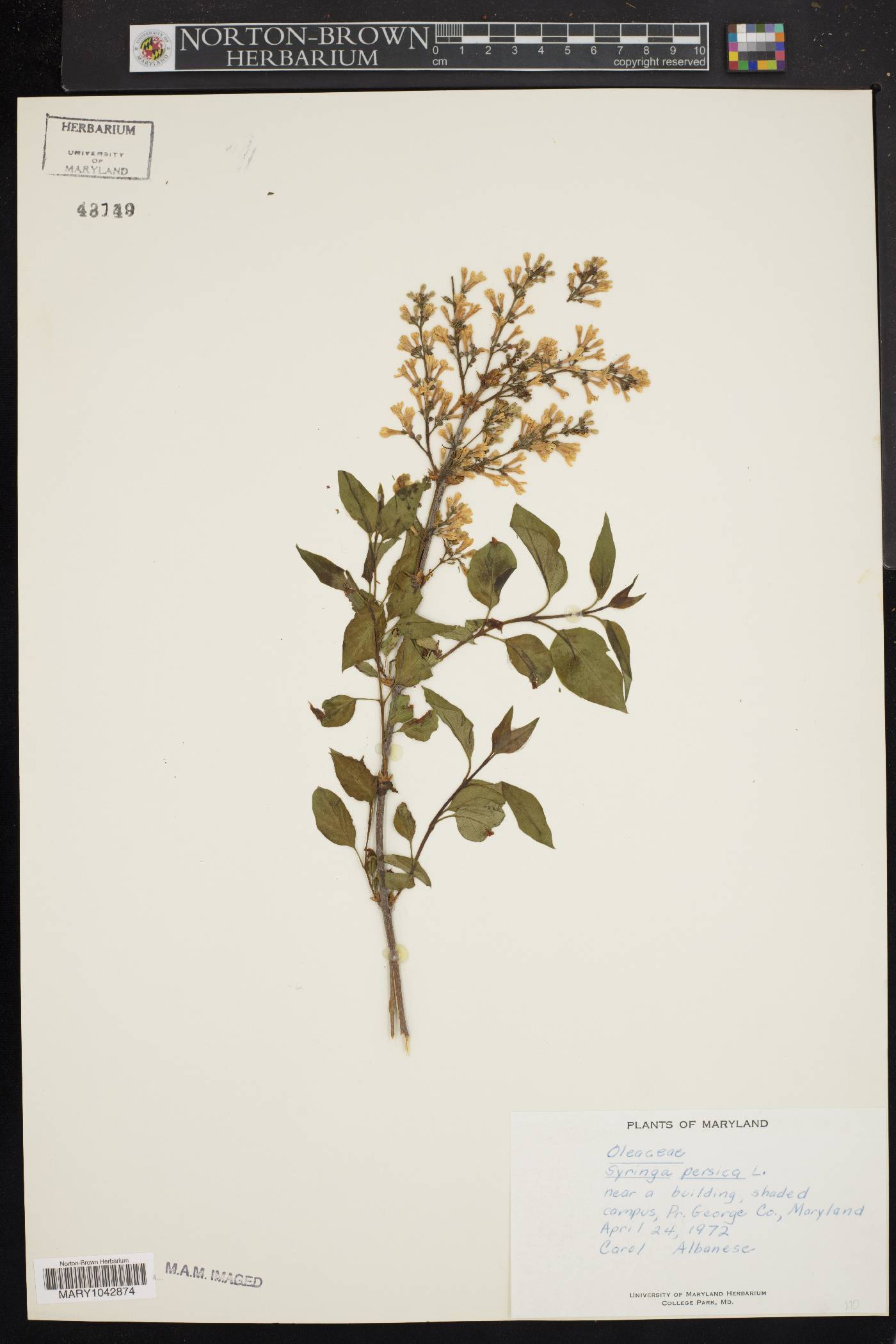 Syringa persica image