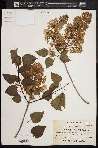 Syringa vulgaris image