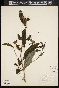 Chelone glabra var. elatior image