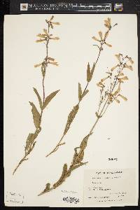 Penstemon hirsutus image