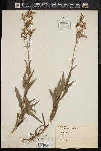 Penstemon hirsutus image