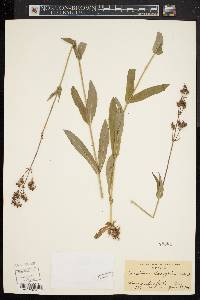 Penstemon laevigatus image