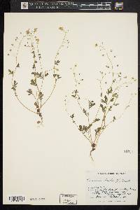 Phacelia dubia image