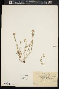 Phacelia dubia image