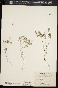 Phacelia ranunculacea image