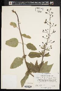 Scrophularia lanceolata image