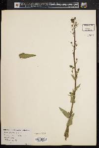 Verbascum blattaria image