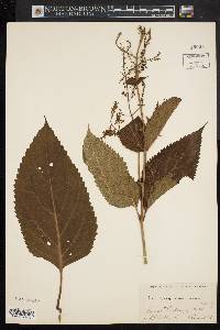 Collinsonia canadensis image