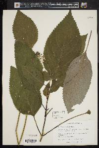 Collinsonia canadensis image