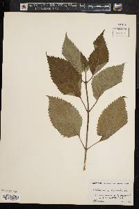 Collinsonia canadensis image