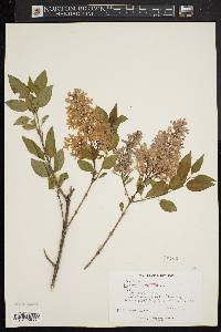 Syringa vulgaris image