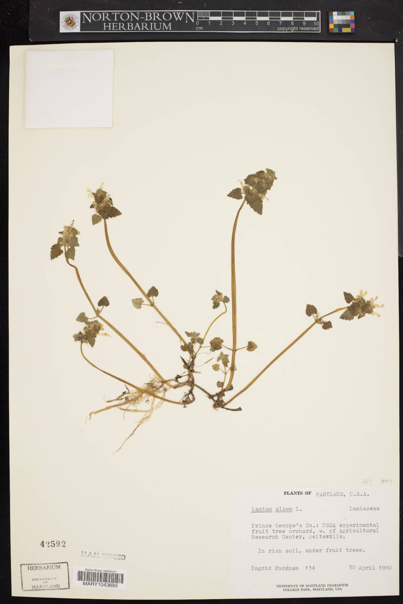 Lamium album image