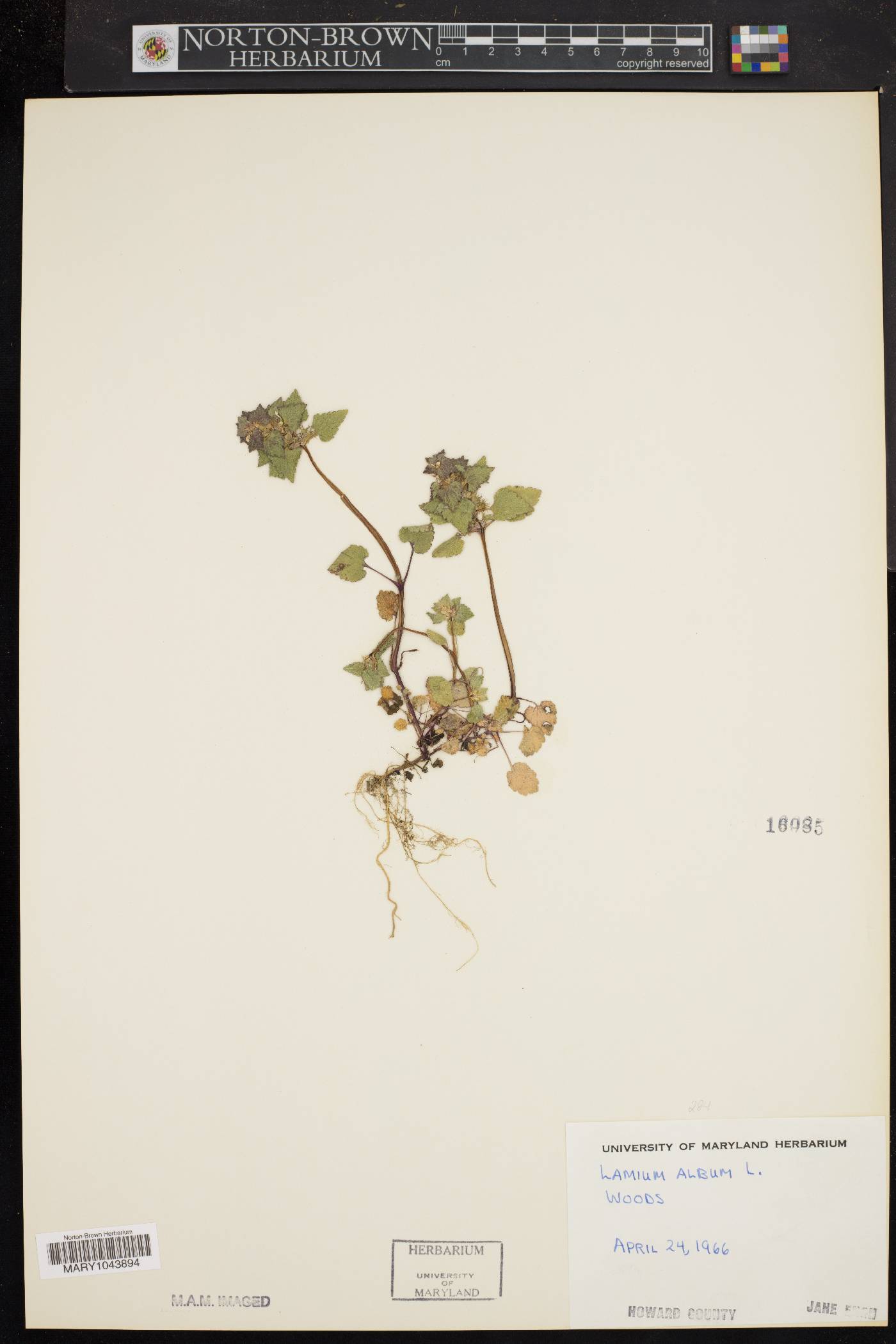 Lamium album image