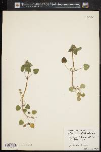 Lamium purpureum image