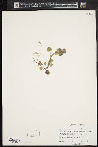 Lamium purpureum image