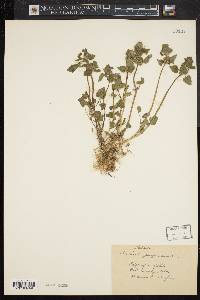 Lamium purpureum image