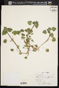 Lamium purpureum image