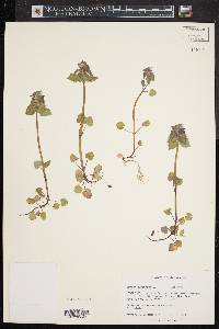 Lamium purpureum image