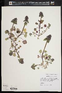 Lamium purpureum image