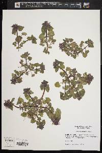 Lamium purpureum image