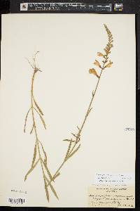 Physostegia virginiana image