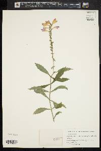 Physostegia virginiana image