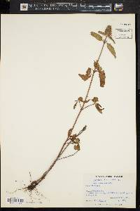 Prunella vulgaris subsp. lanceolata image