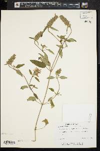 Prunella vulgaris f. albiflora image