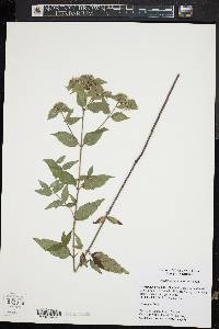 Pycnanthemum setosum image