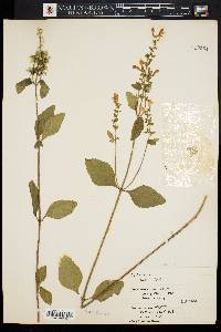 Scutellaria elliptica image