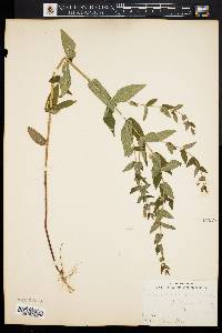 Scutellaria galericulata image