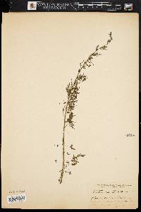 Image of Artemisia abrotanum