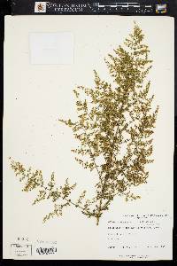 Artemisia annua image