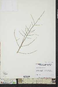 Tsuga canadensis image