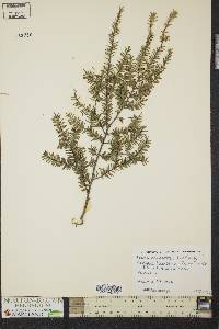 Tsuga canadensis image