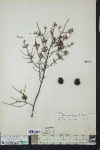 Tsuga canadensis image