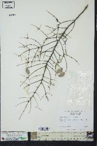 Tsuga canadensis image