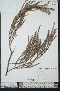 Dacrydium cupressinum image