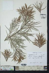 Podocarpus gracilior image