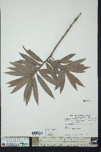 Podocarpus matudae image