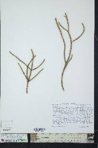 Athrotaxis laxifolia image