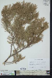 Chamaecyparis lawsoniana image