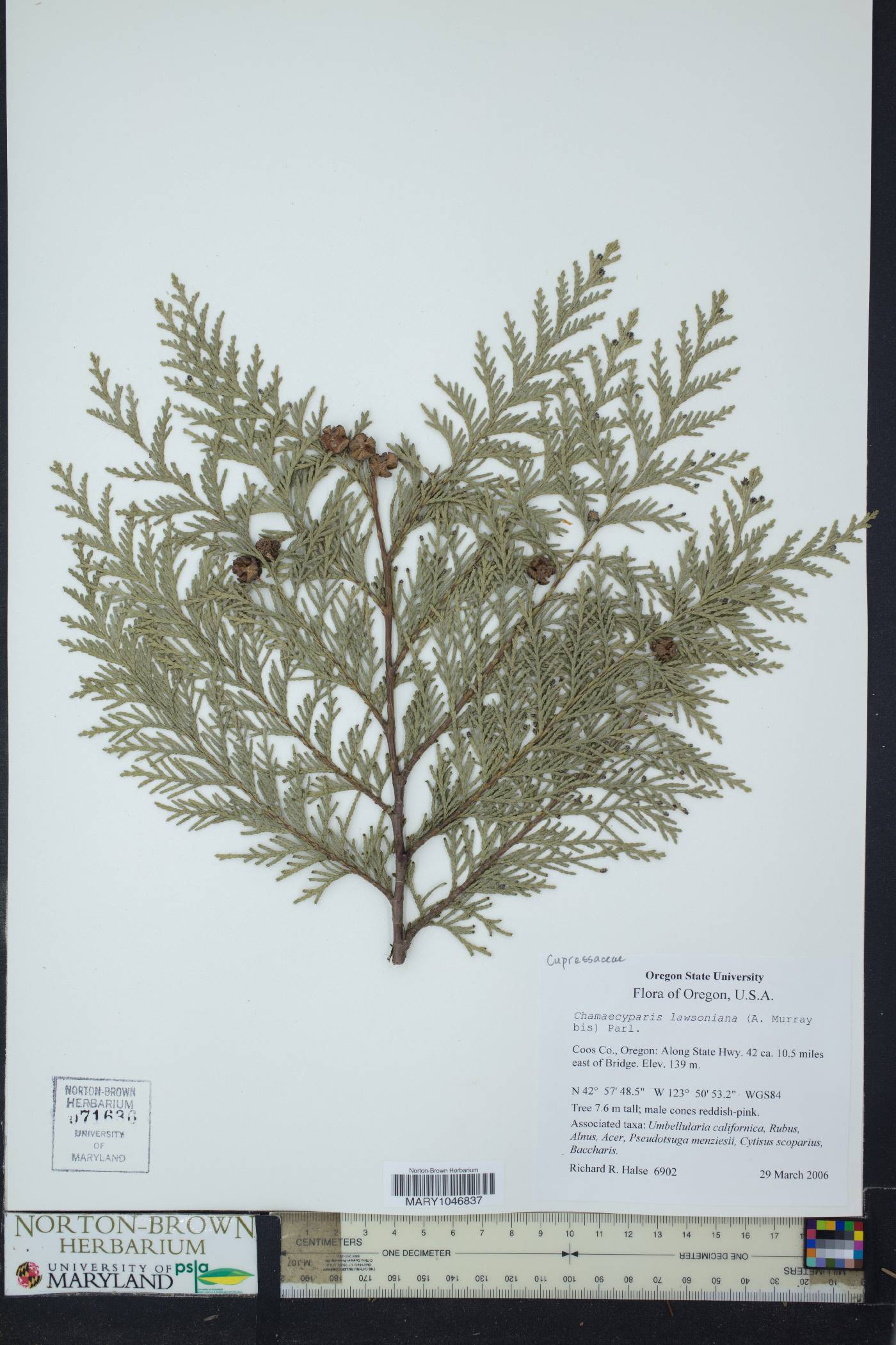 Chamaecyparis lawsoniana image