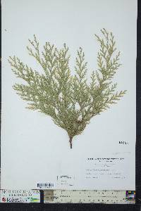 Chamaecyparis lawsoniana image