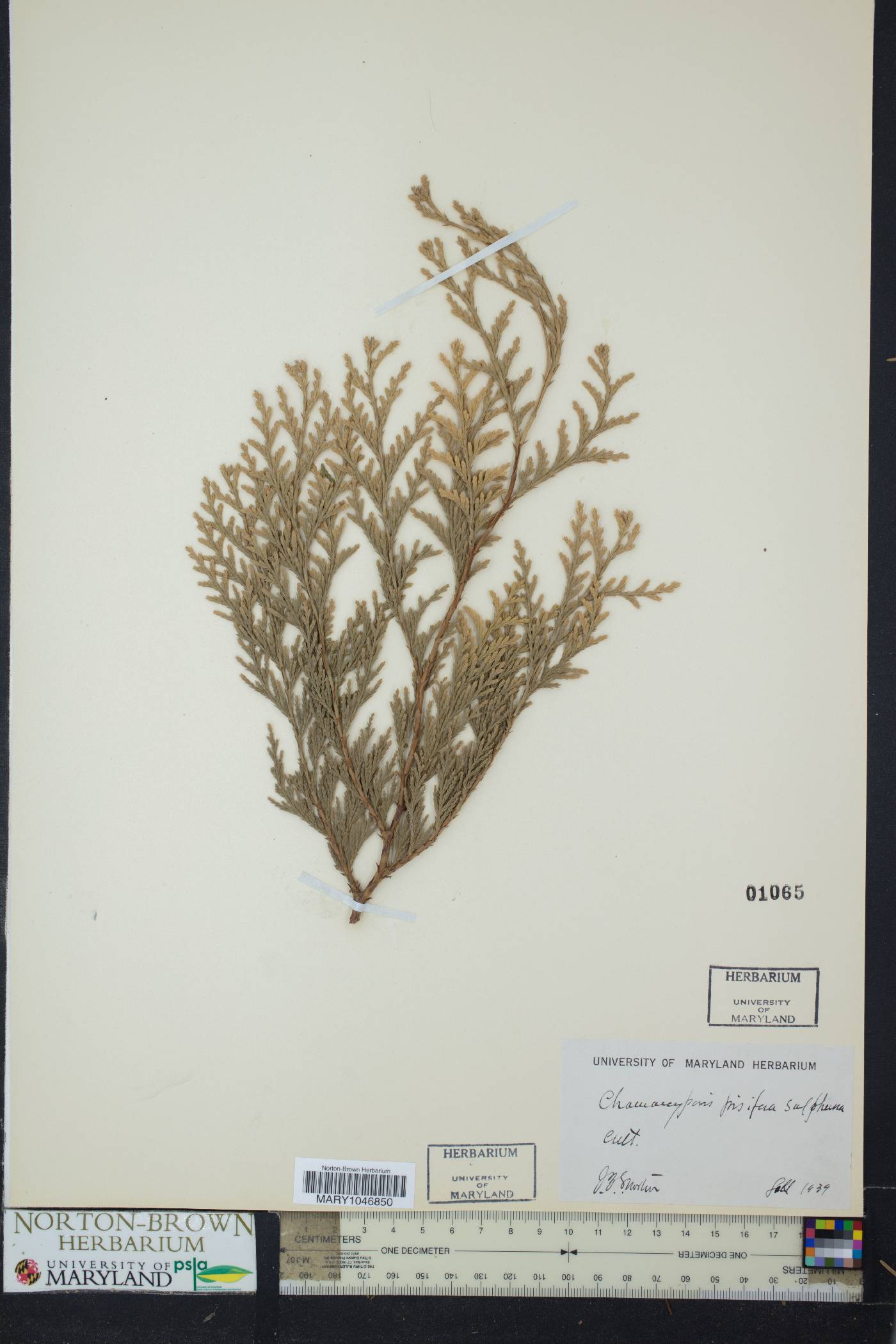 Chamaecyparis pisifera image