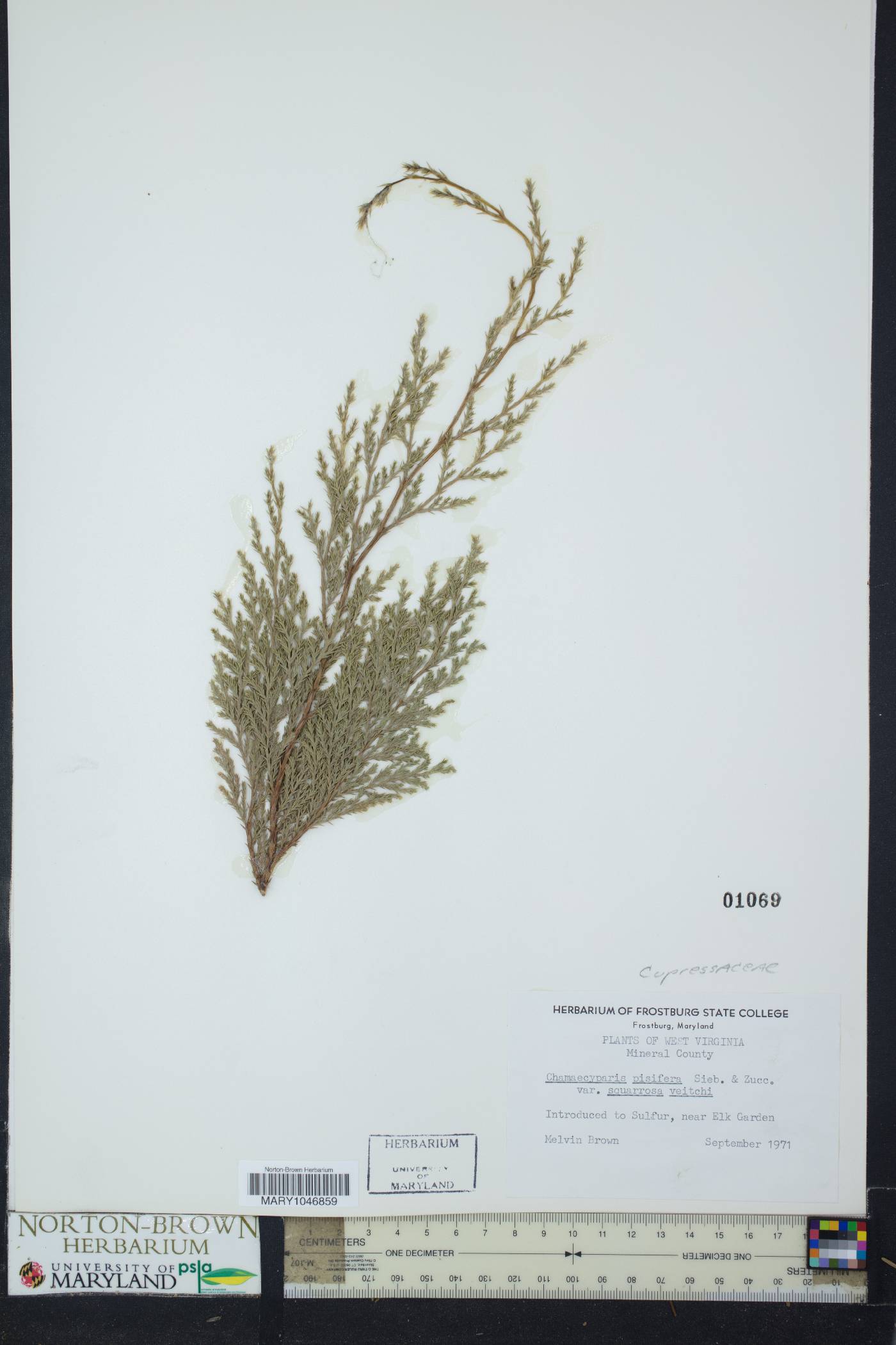 Chamaecyparis pisifera var. squarrosa image