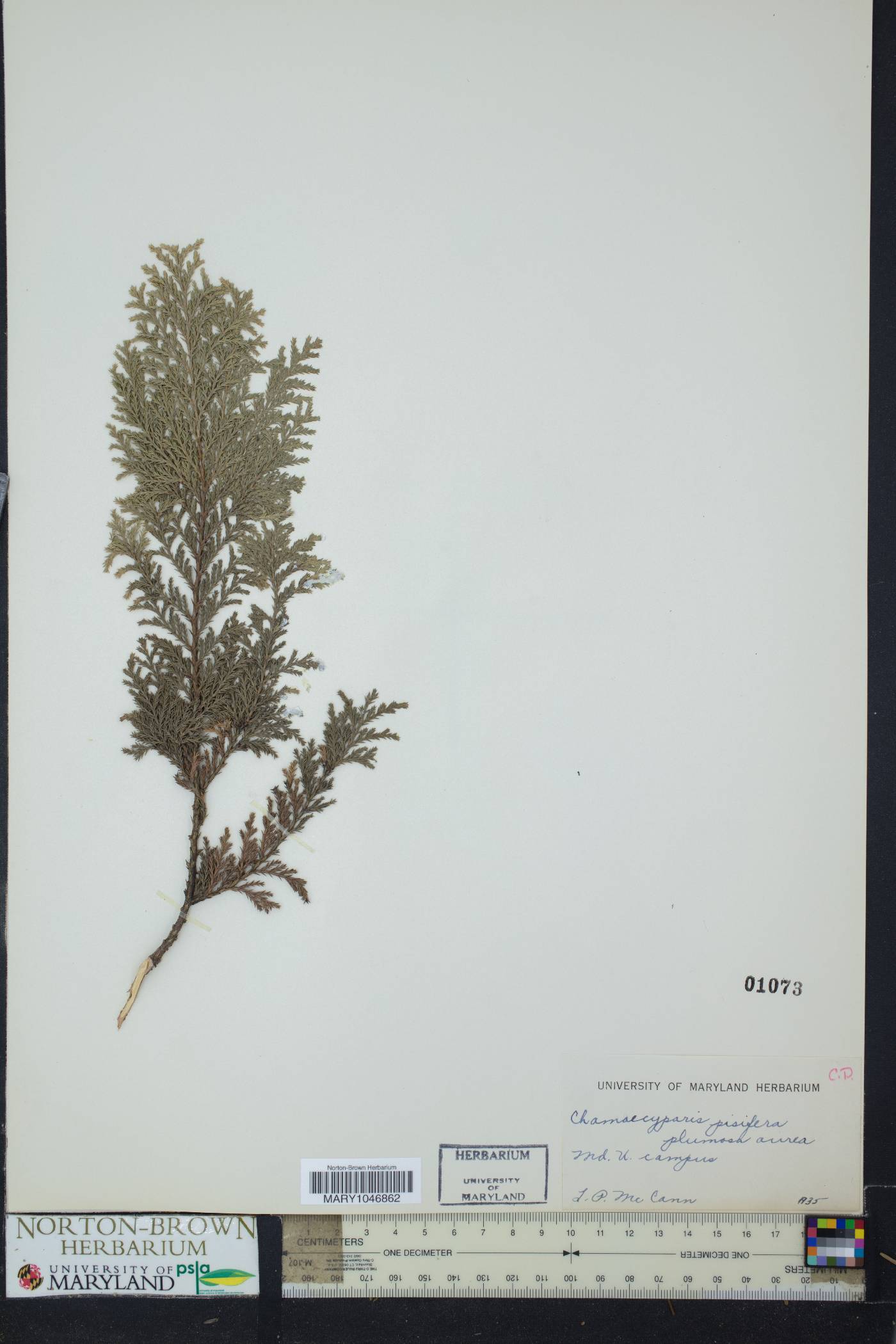 Chamaecyparis pisifera image