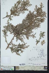 Chamaecyparis thyoides image