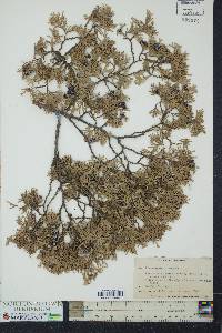 Chamaecyparis thyoides image