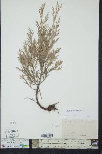 Chamaecyparis thyoides image